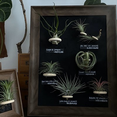 空气凤梨相框装饰画胡桃木色相框40x50空P气中存活少量喷水即可