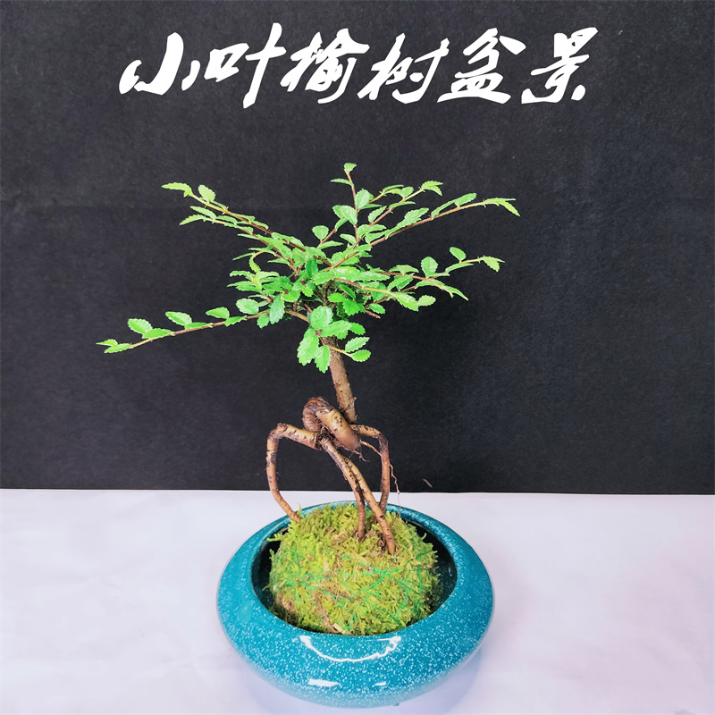 小叶榆树苔藓球盆景造型老桩盆栽室内提根微型小树桩绿植净化空气