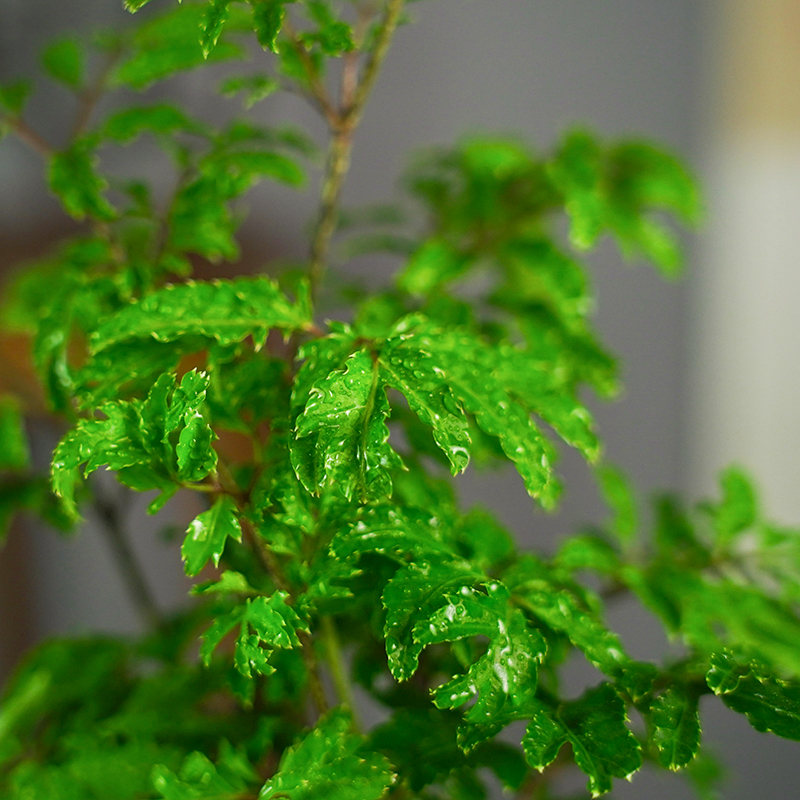 雨叶福禄桐金钱兜盆栽植物室内钱多多绿植招财办公室绿植礼品佳品