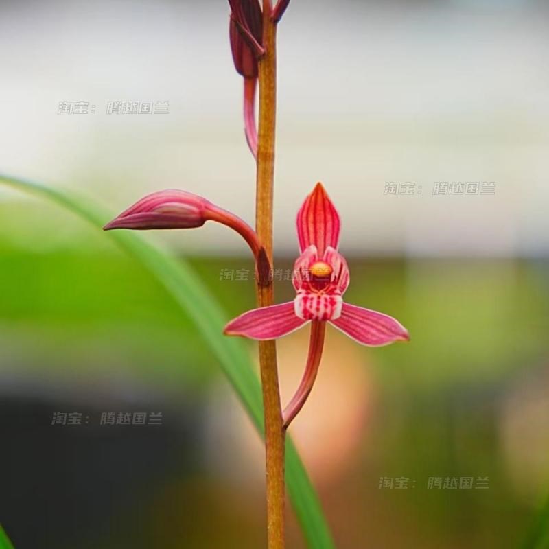 名贵兰花苗建兰满堂红胭脂红浓香室内客厅办公室桌面绿植花卉盆栽