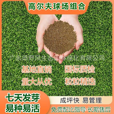 绿化草种草籽球场地被草皮耐踏组合种子耐寒青草常绿草四季通用