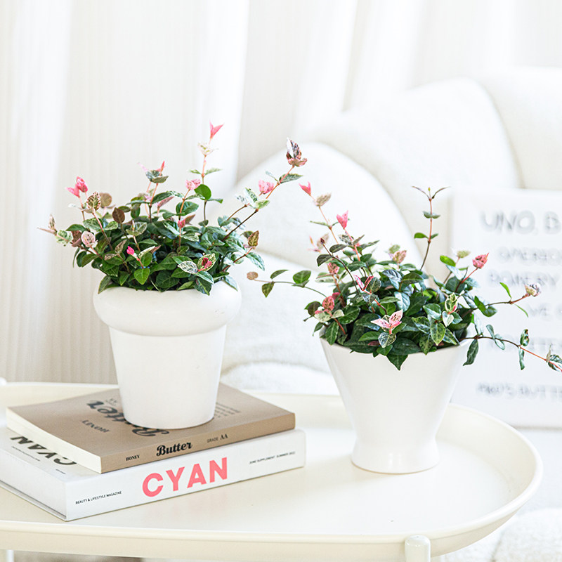 花叶络石绿植室内盆栽客厅办公桌好养懒人小盆栽垂吊藤蔓花卉植物,鲜花速递/花卉仿真/绿植园艺,绿植,淘宝优惠券,粉丝福利购,淘宝优惠卷