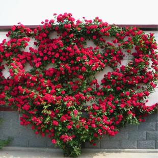 欧洲藤本月季 庭院阳台攀援植物爬X藤蔷薇母系 花苗特大花浓香四季