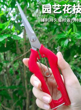 不锈钢摘果剪稀果剪修枝剪采果葡萄剪花椒家用盆景工具剪蔬果剪