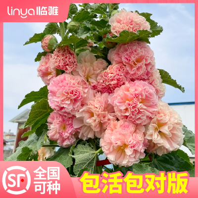 重瓣蜀葵花苗盆栽花卉绿植室内阳台庭院植物花期超长四季开花好养
