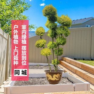 大型柠檬之光室外造型绿植 高2.5米金叶女贞庭院园林绿化植物盆景