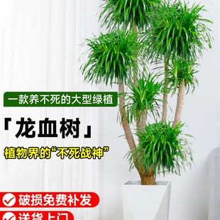 网红龙须树客厅绿植大型t多头龙血树龙铁树室内客厅盆栽植物盆景