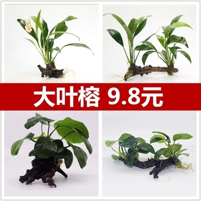 诚森懒人水草新手鱼缸造景水草植物水榕水草水族箱造景沉木装饰包