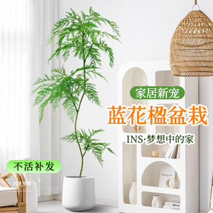 蓝花楹盆栽大型老桩树苗绿植客厅办公G室内好养活落地植物新房造