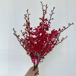 红色调 火e焰兰 洋兰鲜切花一束5枝 花艺插花配色  新娘手捧配花