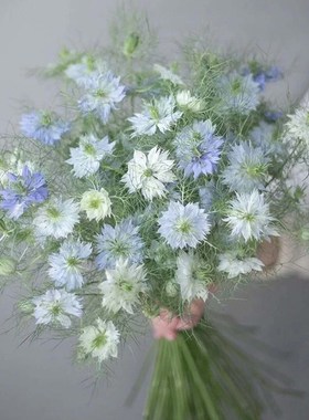 黑种草蓝色白色鲜切花小众花材办公室家庭瓶插R花艺婚庆节日比赛