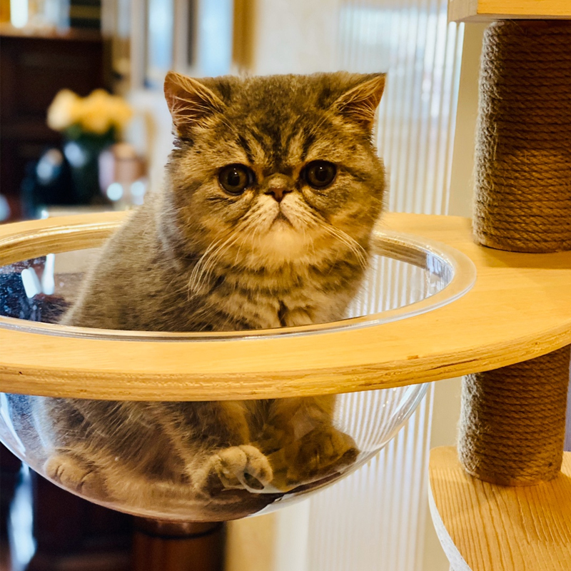 猫爬架自制diy材料定制配件替换柱猫抓板猫抓柱剑麻绳通天柱子DIY