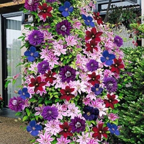 四季重瓣c铁线莲爬藤植物花苗带花大苗庭院花卉盆栽观花植物室内