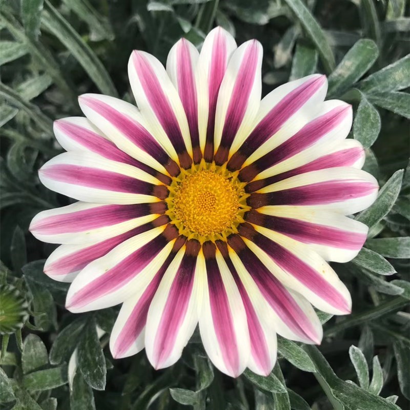 勋章菊花苗盆栽玫瑰红条纹种苗阳台庭院室内四季好养易活花卉植物