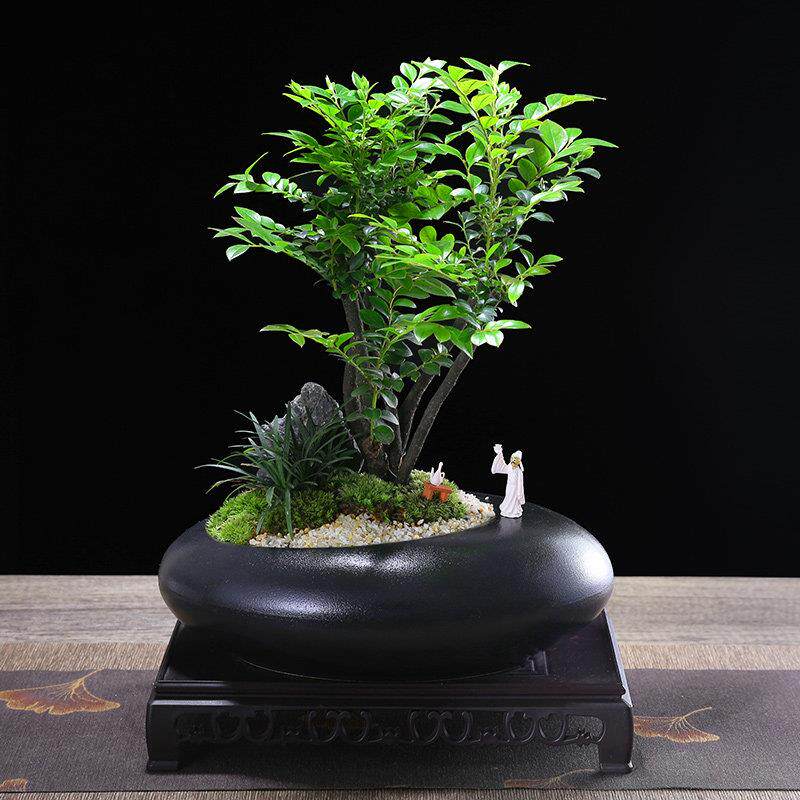 小叶紫檀老桩群生盆栽室内桌面好养微景观造型盆景
