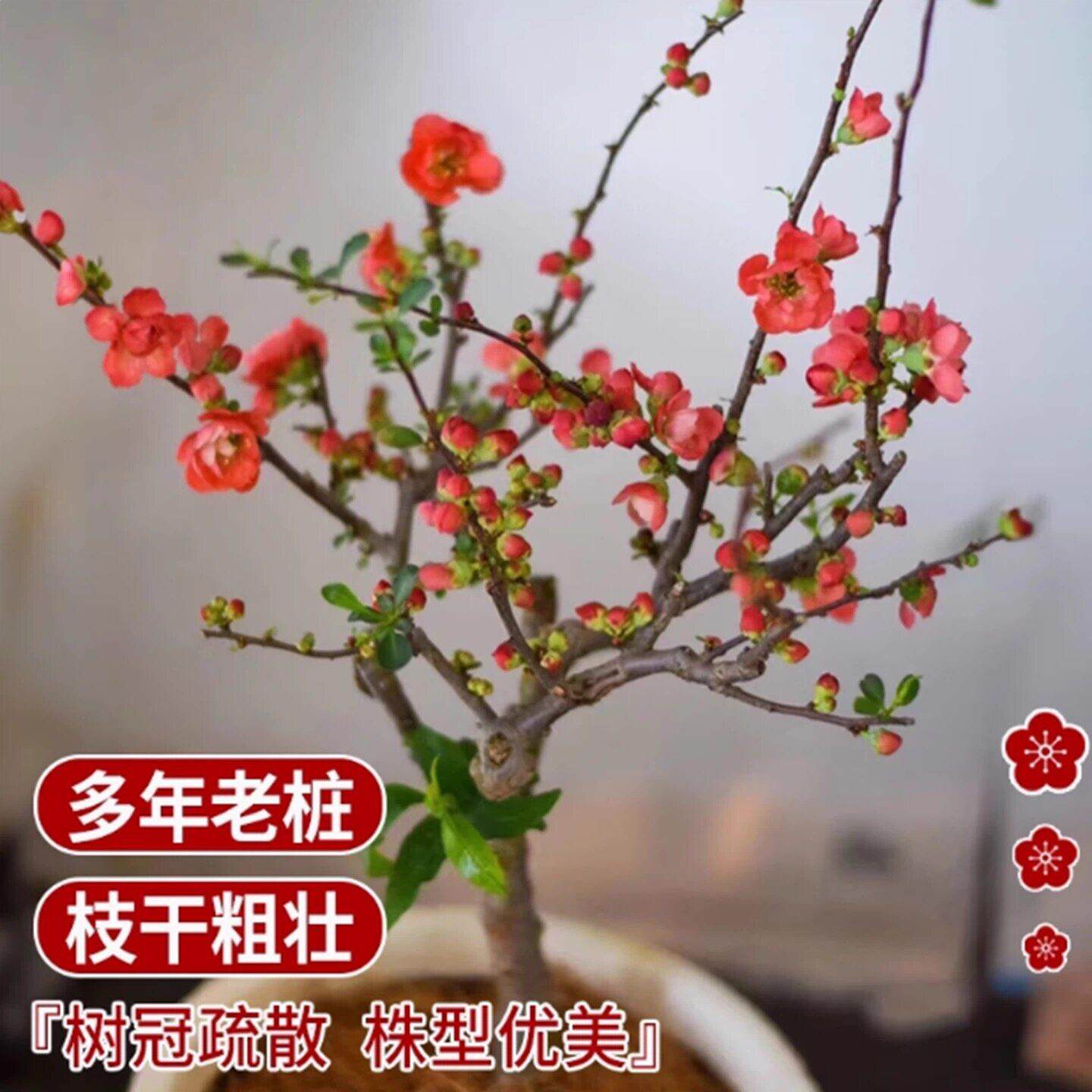 贴梗海棠花盆栽室内阳台办公室茶室树苗盆景植物四季好开花易养活
