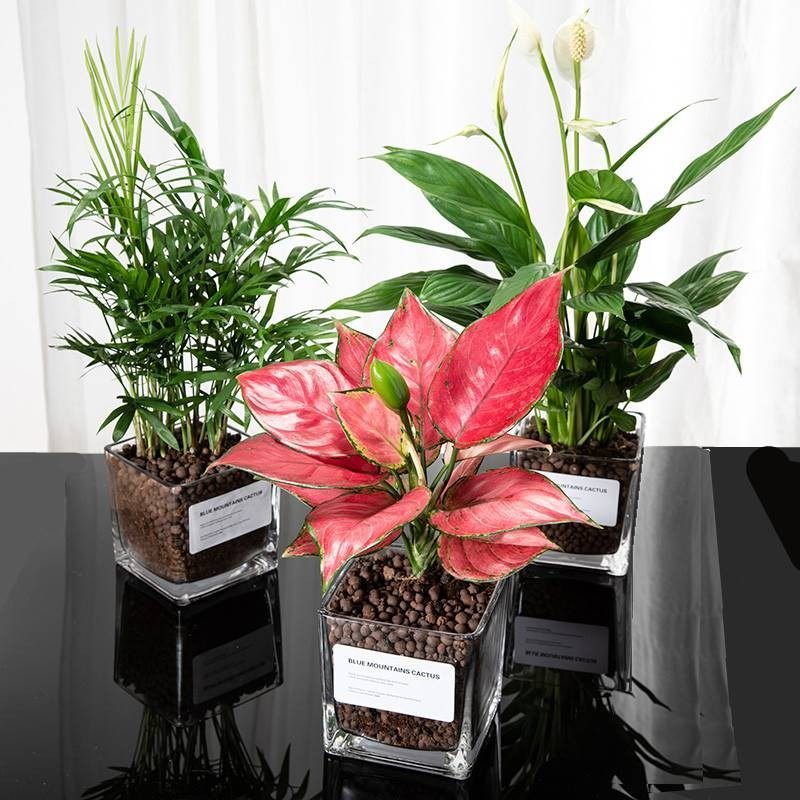 水培白掌盆栽水养绿萝文竹办公室内桌面玻璃杯绿植净化空气吉利红,鲜花速递/花卉仿真/绿植园艺,绿植,淘宝优惠券,粉丝福利购,淘宝优惠卷