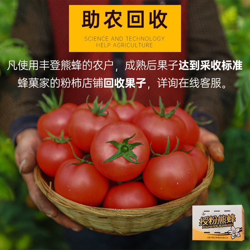 熊蜂 授粉丰登熊蜂工厂直发大棚蔬菜水果番茄蓝莓草莓授粉蜂整箱