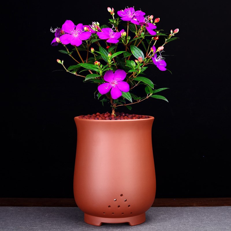 紫砂花盆兰花绿萝创意陶瓷蕙春吊兰法师园艺客厅盆景绿植包邮家用