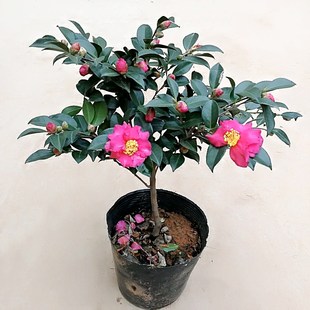 【茶梅花】财神茶梅 小桃红 朝仓 白色粉色 红色茶梅花 土球发货