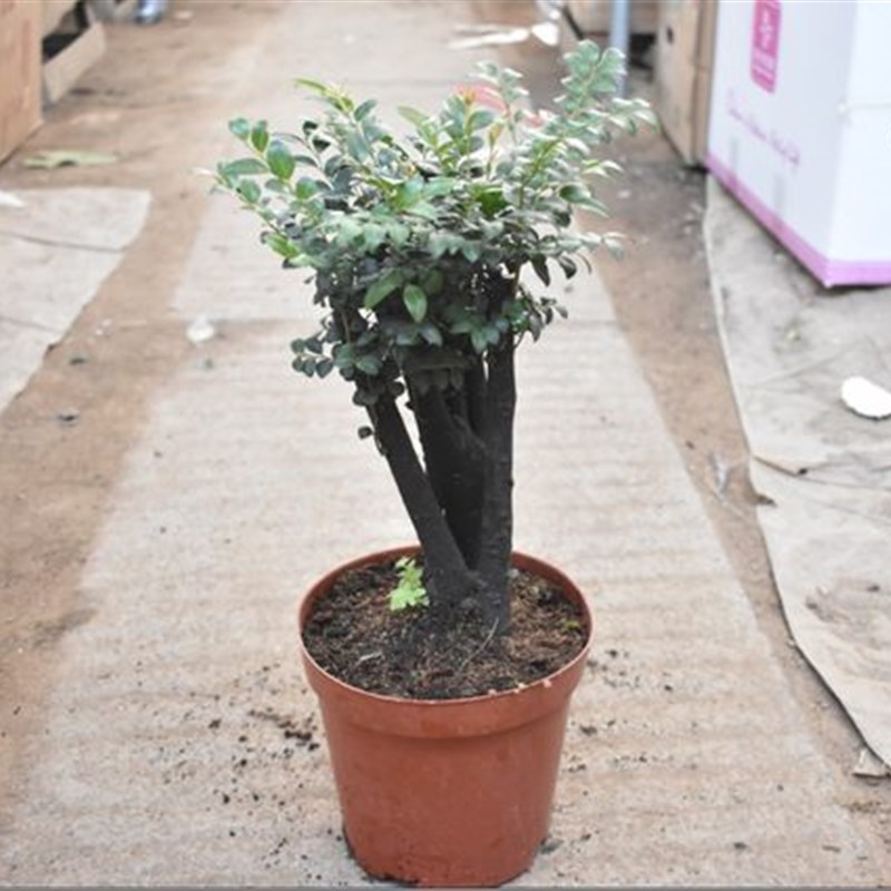 小叶紫檀盆景苗正宗清香胡椒木室内驱蚊盆栽植物好养花卉四季常青