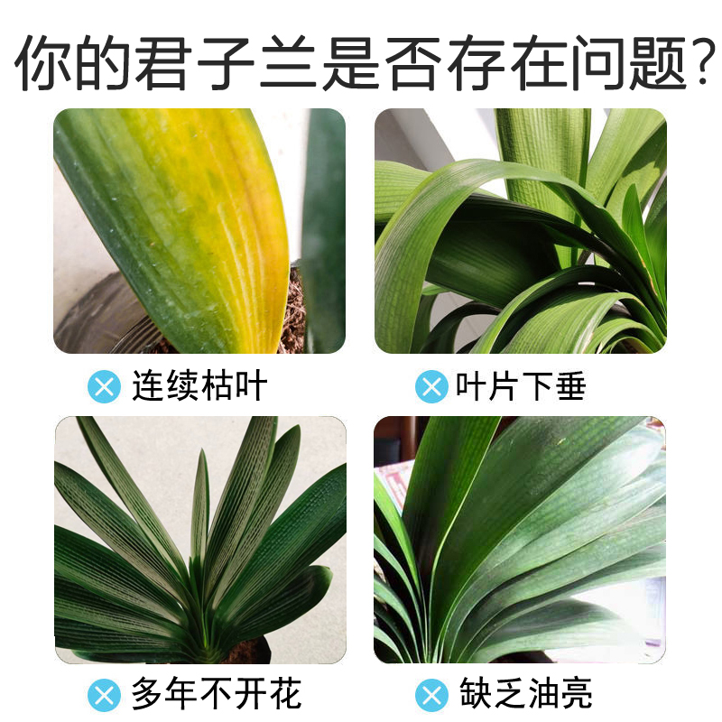 君子兰专用肥有机安全肥不烧根绿植花卉促进开花四季通用有机肥料