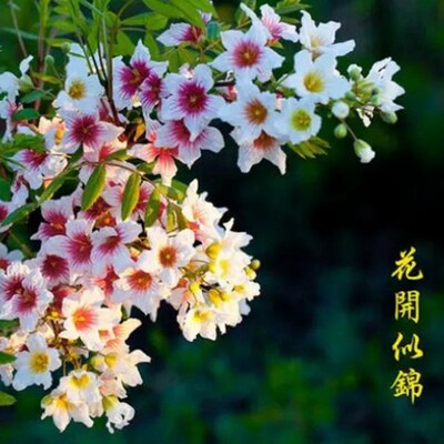 文冠花树苗浓香型盆栽室内外阳台庭院观赏花卉绿植好养多年生植物