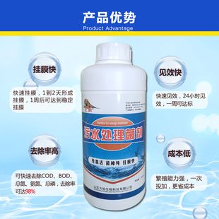 活性污泥菌种化粪池屠厂宰养殖场生活废水恶除净化氧池挂膜