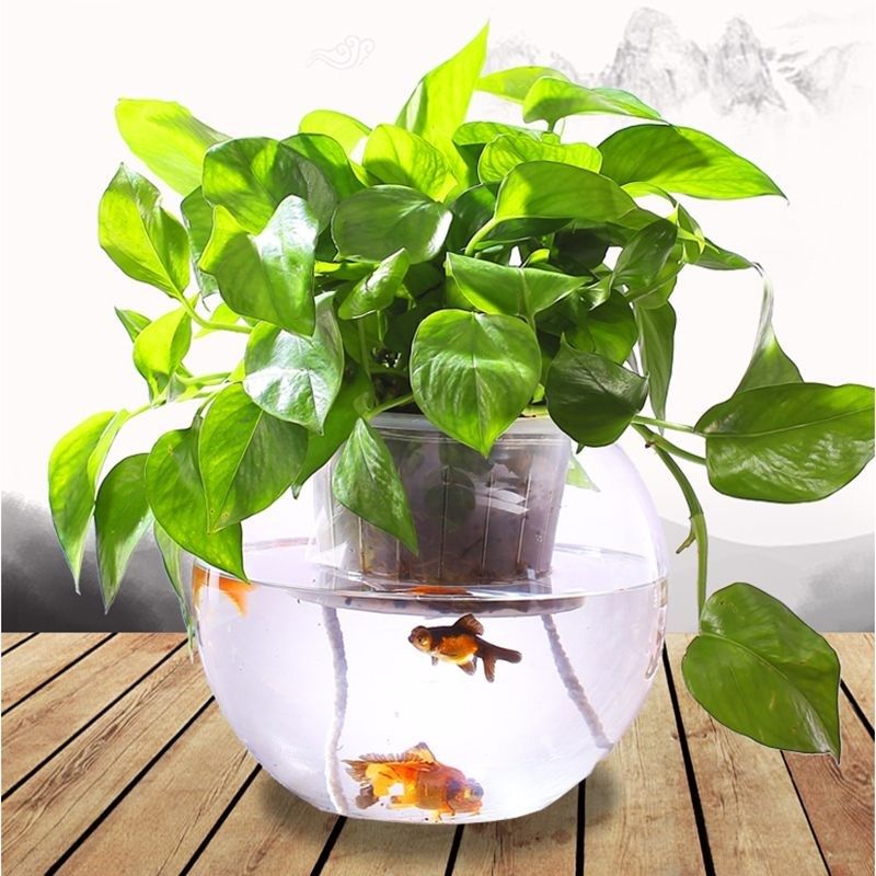 鱼缸水培植物玻璃瓶室内绿萝盆水养创意个性容器花瓶小型迷你鱼缸,宠物/宠物食品及用品,桌面缸,淘宝优惠券,粉丝福利购,淘宝优惠卷