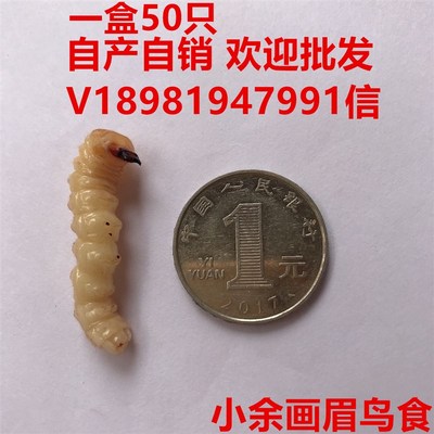 柴虫特大号 斗鸟鸟食 老木虫 地蜘蛛地黄牛活食 野生上性壮膘50只