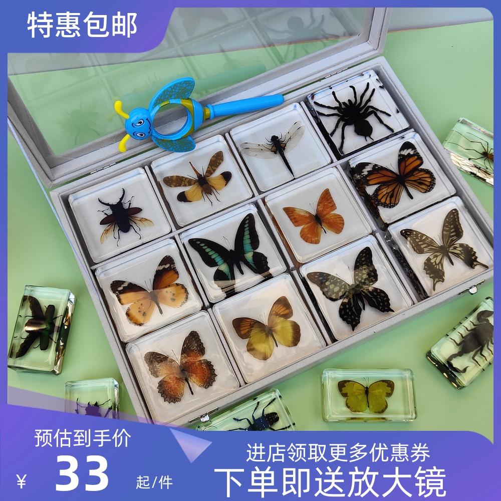 天然真实动物蝴蝶树脂标本蝴蝶标本真蝴蝶原蝶琥珀摆件工艺品装饰