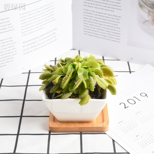 捕蝇草驱蚊草食人花猪笼食蝇草盆栽大嘴奇趣吃虫宿舍室内花卉植物