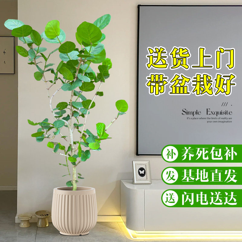 海葡萄绿植室内大型盆栽客厅大花盆落地植物摆件乔迁新居房去甲醛图片