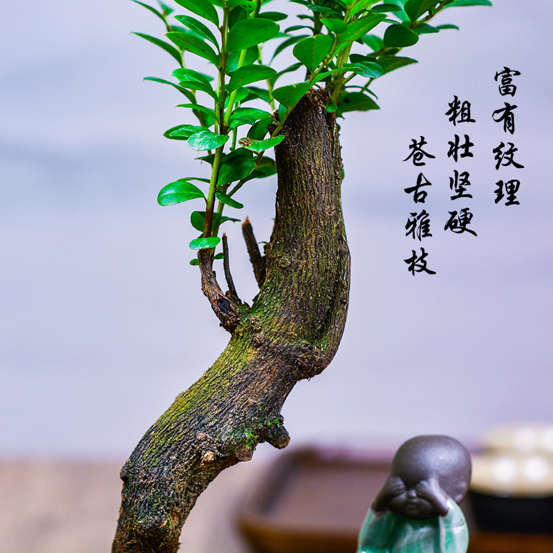 小叶紫檀盆栽植物室内黑骨茶盆景办公室桌面四季常青绿植老桩树苗