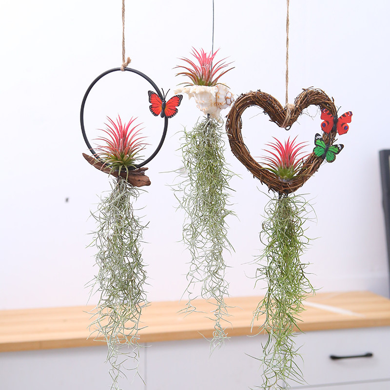 空气凤梨无土植物老人须空气草松萝墙壁吊挂室内垂吊绿植花草,鲜花速递/花卉仿真/绿植园艺,绿植,淘宝优惠券,粉丝福利购,淘宝优惠卷