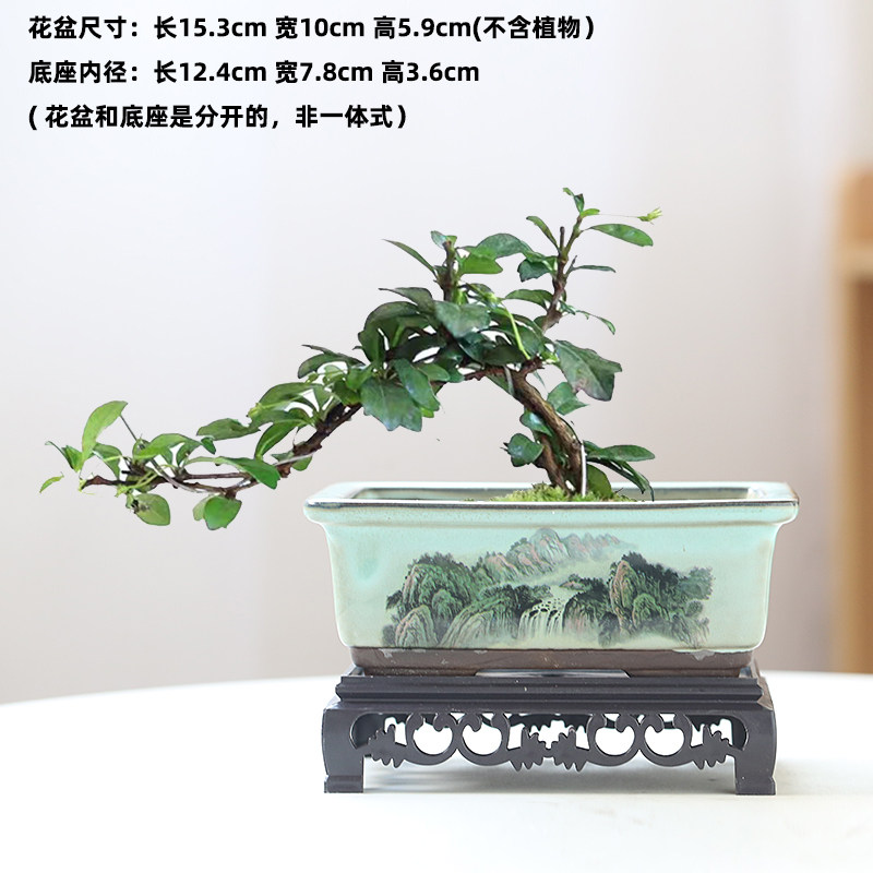 文竹小榕树紫砂盆景盆陶瓷菖蒲蝴蝶兰吊兰花小叶紫檀盆栽多肉花盆,鲜花速递/花卉仿真/绿植园艺,花盆,淘宝优惠券,粉丝福利购,淘宝优惠卷