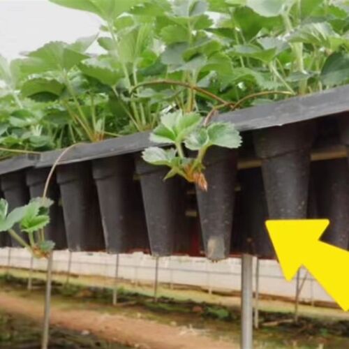 草莓专用24孔高脚新塑料料加厚耐用大号滴管槽育苗盘营养钵托盘