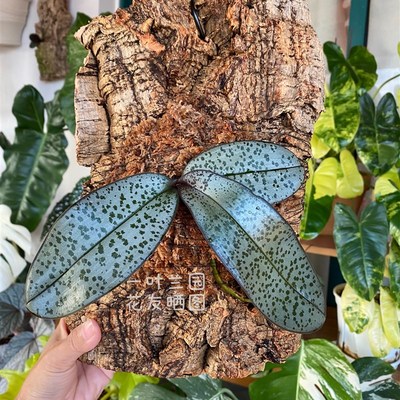 葡萄牙软木板 板植兰花视频全过程 洋兰爱好者晒图