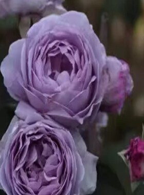 蓝色风暴月季阳台庭院玫瑰四季玫瑰苗期长直立灌木月季