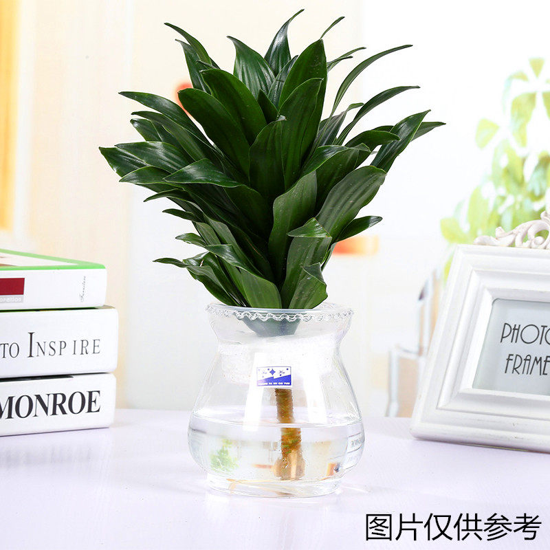 创意简约透明玻璃水培花瓶花边齿口款观音竹绿萝养植物花盆小鱼缸,家居饰品,花瓶,淘宝优惠券,粉丝福利购,淘宝优惠卷