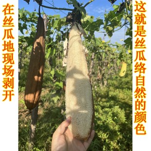 天然丝瓜络带壳水瓜筋有皮锅刷去污不沾油百洁布洗碗神器干丝瓜瓤