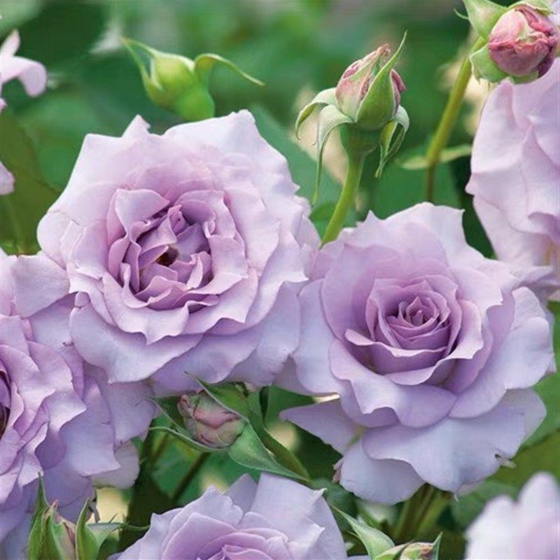 河本沙龙 一加仑原盆原土包邮发货,鲜花速递/花卉仿真/绿植园艺,月季/蔷薇/玫瑰,淘宝优惠券,粉丝福利购,淘宝优惠卷