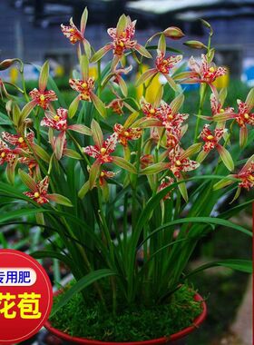 名贵兰花苗【红将军】建兰室内盆栽花卉阳台客厅绿植兰草办公室