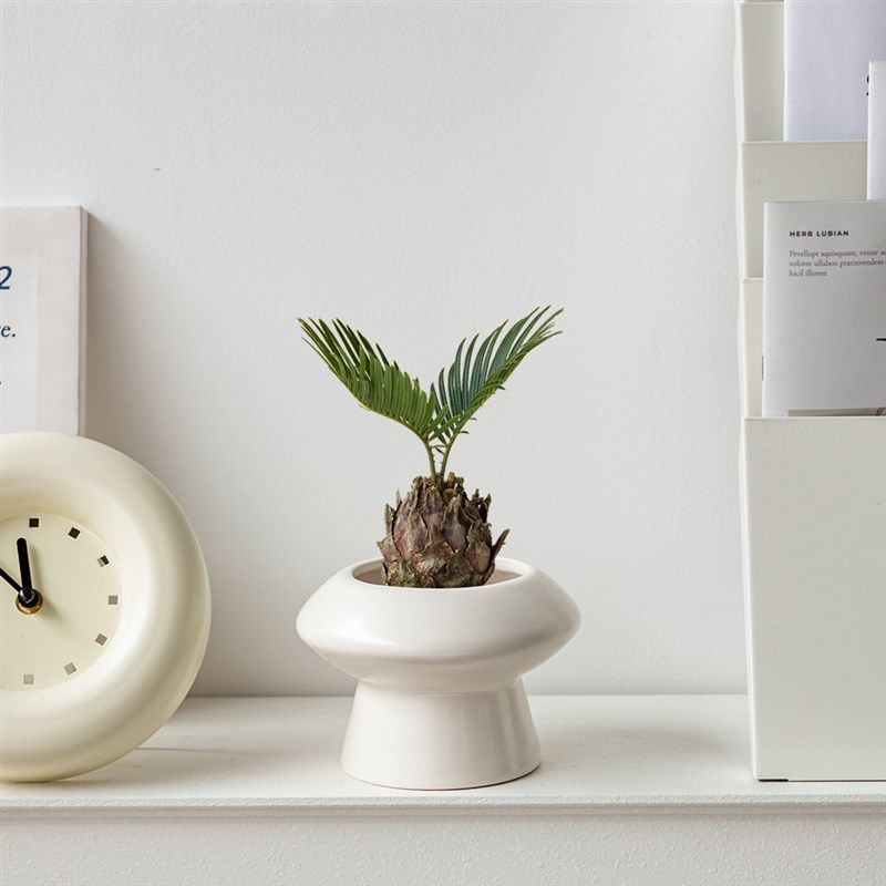 白云植物  铁树盆栽植物室内好养花卉盆栽办公室桌面迷你小植物,鲜花速递/花卉仿真/绿植园艺,绿植,淘宝优惠券,粉丝福利购,淘宝优惠卷