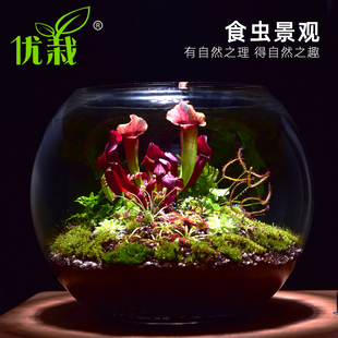 捕蝇草盆栽驱蚊草捕虫草扑蝇草食虫植物食人花猪笼草 超大 大嘴