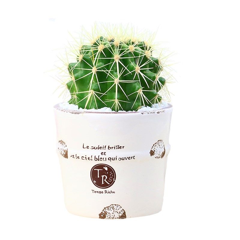 仙人球盆栽室内花卉仙人掌类电脑桌面绿植小盆栽可爱多肉植物盆景