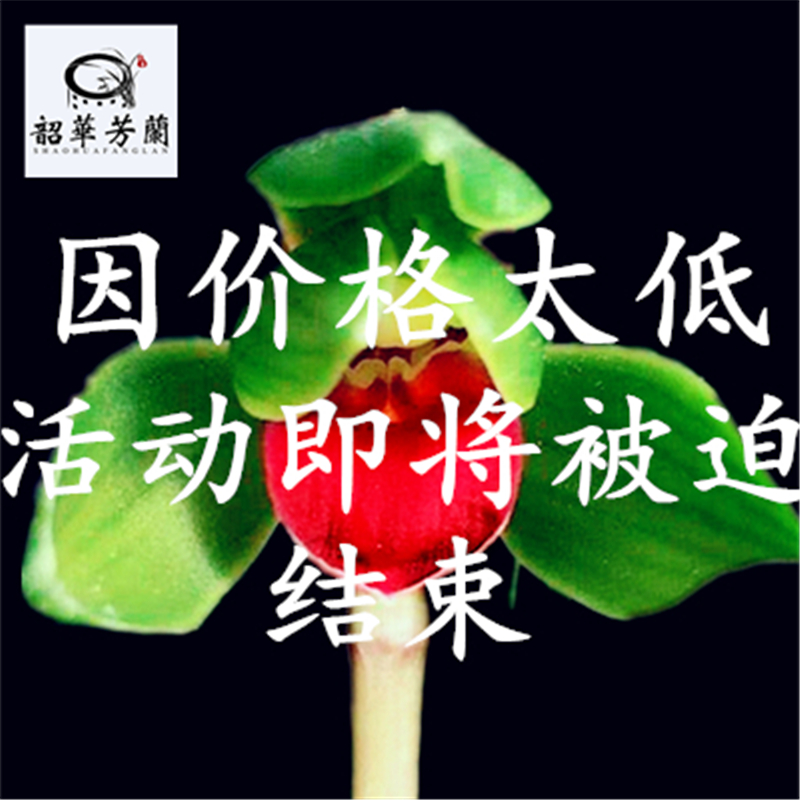 名贵兰花苗浓香金边矮种四季开花荷瓣中国红河红雪影红素花卉盆栽