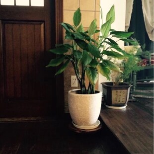 花盆托盘万向轮可移动圆形实木花盆架防腐木盆底座带滚轮加厚包邮