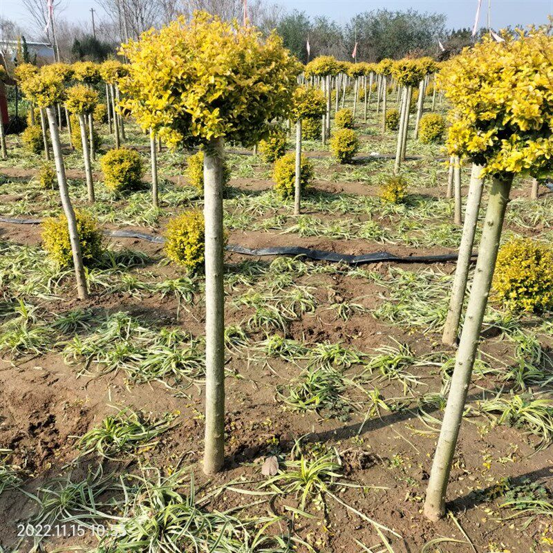 庭院别墅花卉不落叶亮晶女贞棒棒糖植物小叶庭盆栽植物耐寒室外