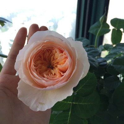 【稀有品种】四季开花朱丽叶灌木月季切花玫瑰花苗大苗带花苞